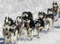 sled-dogs-ac1af-88×64
