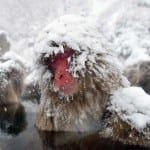 port-snow-monkeys-japan-20-11-600x4001d49