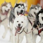 Huskie-96656325-2