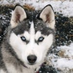 Siberian-Husky-dog-breed-eyes
