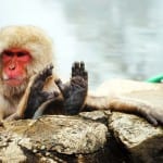 Snow Monkey Park