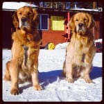 brothers Solo and Bandit at ski heavnely @elhawko