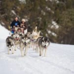 Sled dogs on course at Corn Hill Mt Buller_(c) Mt Buller_Andrew Railton