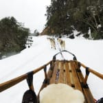 Sled dogs on course down at Corn Hill Mt Buller_(c) Mt Buller_Andrew Railton