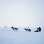mint-tours_arctic-circle_dog-sledding