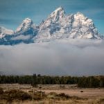 bison-tetons-20170917-AS-IMG_0027