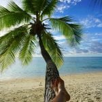 cook islands tree