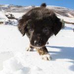 Avalanche Dog Puppy