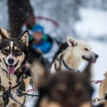 dog sledding