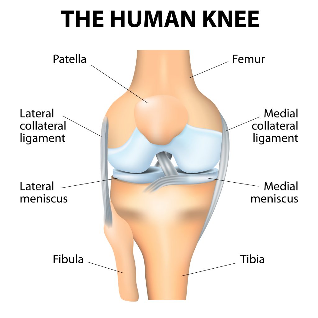 Knee joint