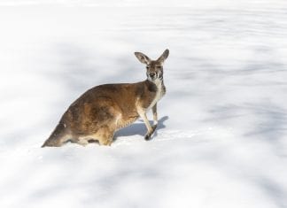 More snow forecast for Australia and a mixed bag for NZ