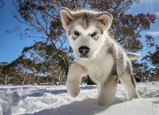 350 sled dogs descend upon Dinner Plain this weekend