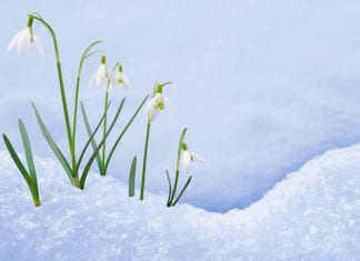 This week’s snow forecast to bring in spring skiing spring snow