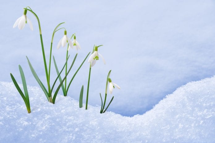 spring snow