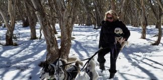 How to take your dog on a ski holiday to Dinner Plain