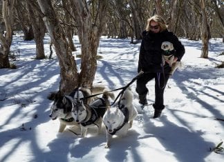How to take your dog on a ski holiday to Dinner Plain
