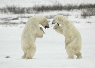 Steamboat and Snowbird trash talk each other on twitter and it’s magic polar bears
