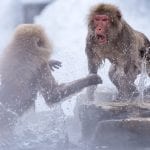 snow monkey