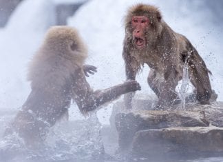 Have some respect! The ultimate etiquette guide to skiing in Japan snow monkey