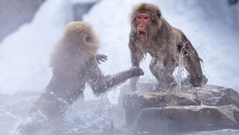 snow monkey