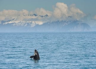 Alaska: The summer road-trip guide to the ultimate winter destination shutterstock