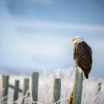 bald eagle grand teton park