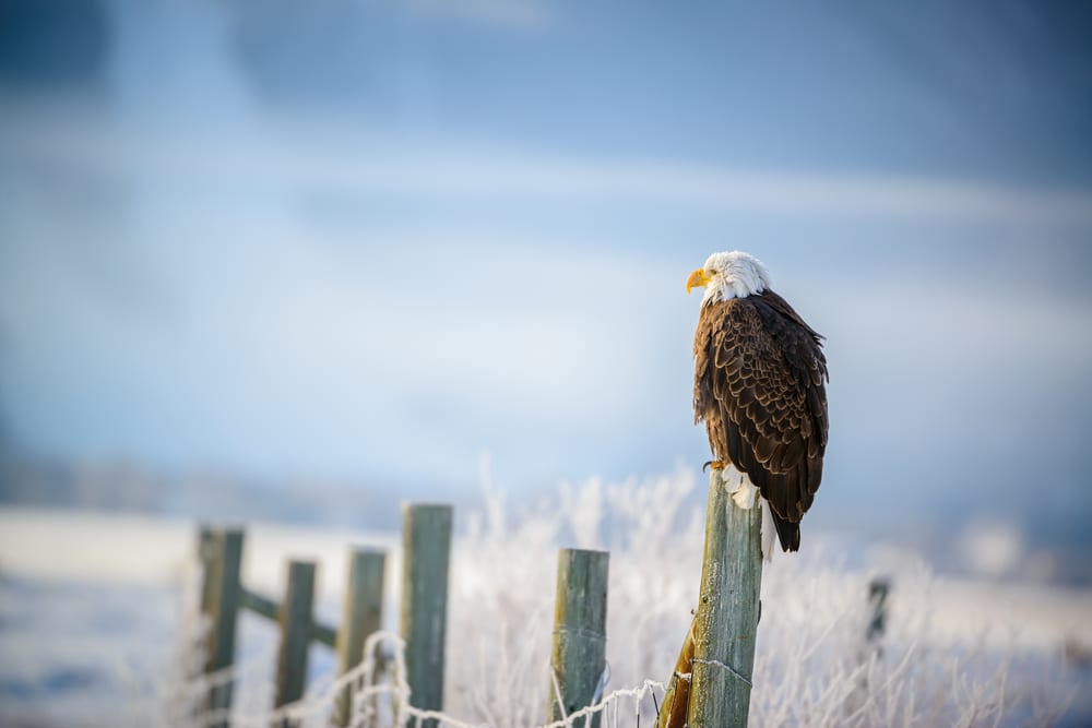 bald eagle grand teton park
