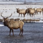 elk refuge jackson