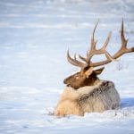 jackson elk refuge teton