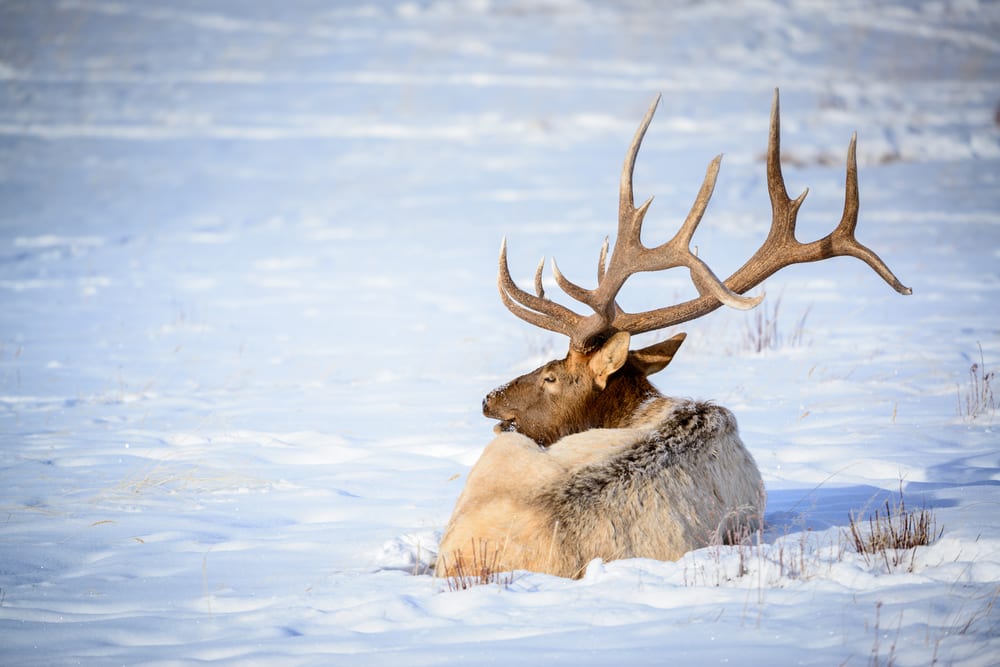 jackson elk refuge teton