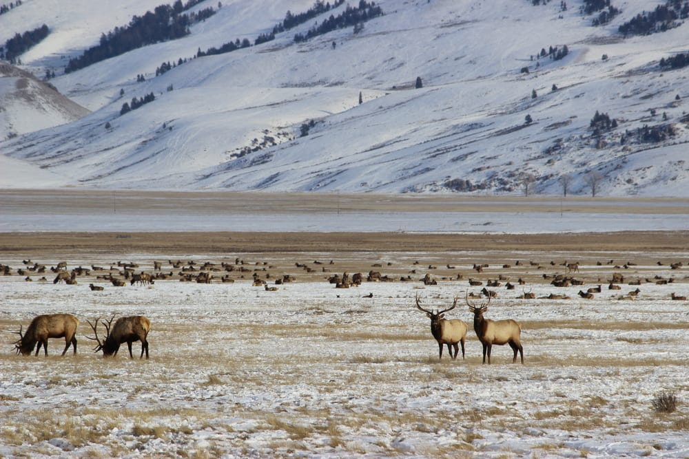 jackson elk