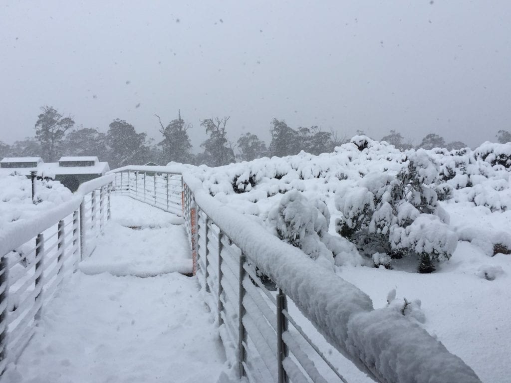 cradle mountain