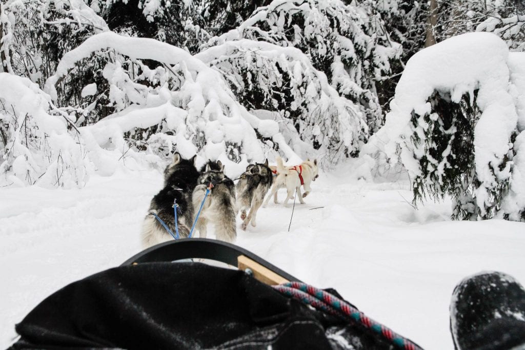 dog sled