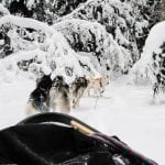 Dog sledding