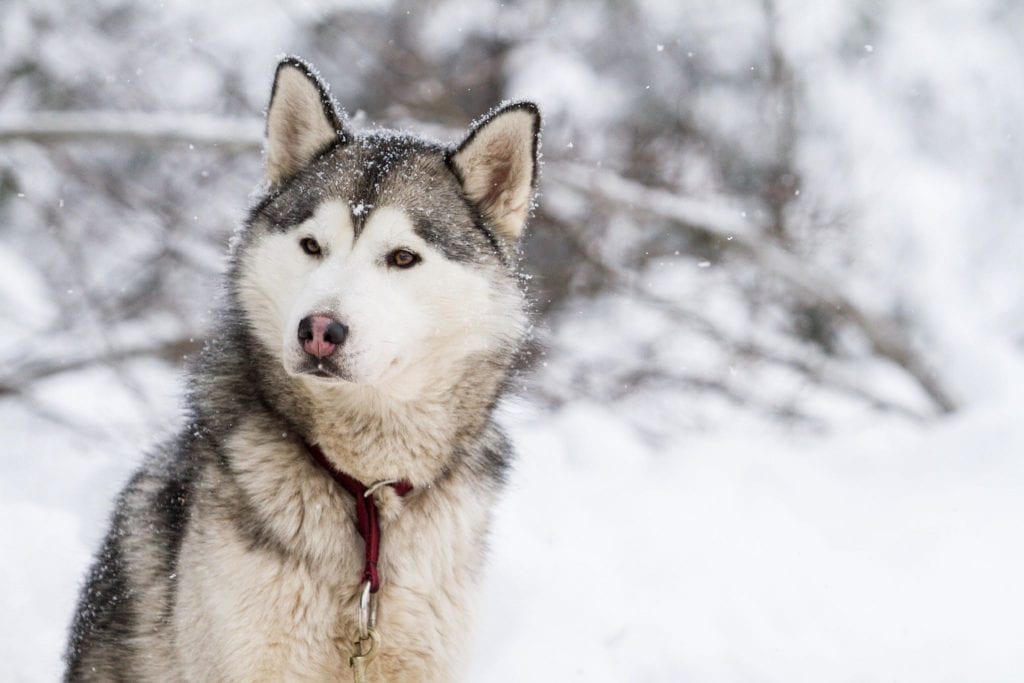 dog sled