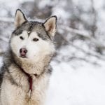 Dog Sledding in BC