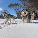 howling husky 2