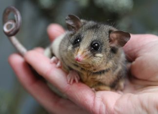 Dim your lights and help Mt Buller save the alpine pygmy possum