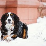 kitty in snow