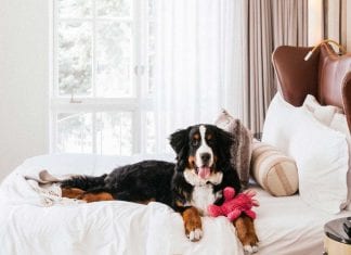 The St Regis Aspen wants to pay you to look after their mountain dog