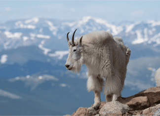 We made a mistake: Backcountry.com responds to trademark backlash