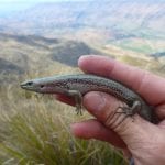 Lakes skink – Mandy Tocher