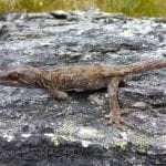 Orange-spotted gecko – Mandy Tocher