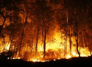 How to help Australians in the bushfire crisis from afar