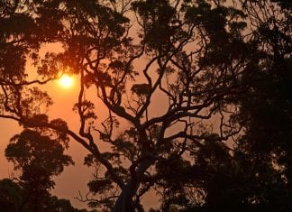 Victorian alpine resorts declared state of disaster in bushfire crisis