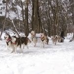 howling husky