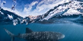5 amazing dive and snorkel adventures in Australian waters