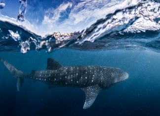 5 amazing dive and snorkel adventures in Australian waters