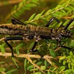 Ian Hutton – Phasmid 3