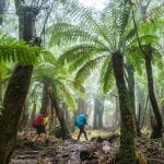 Three-Capes-Lodge-Walk-Rainforest-960×640